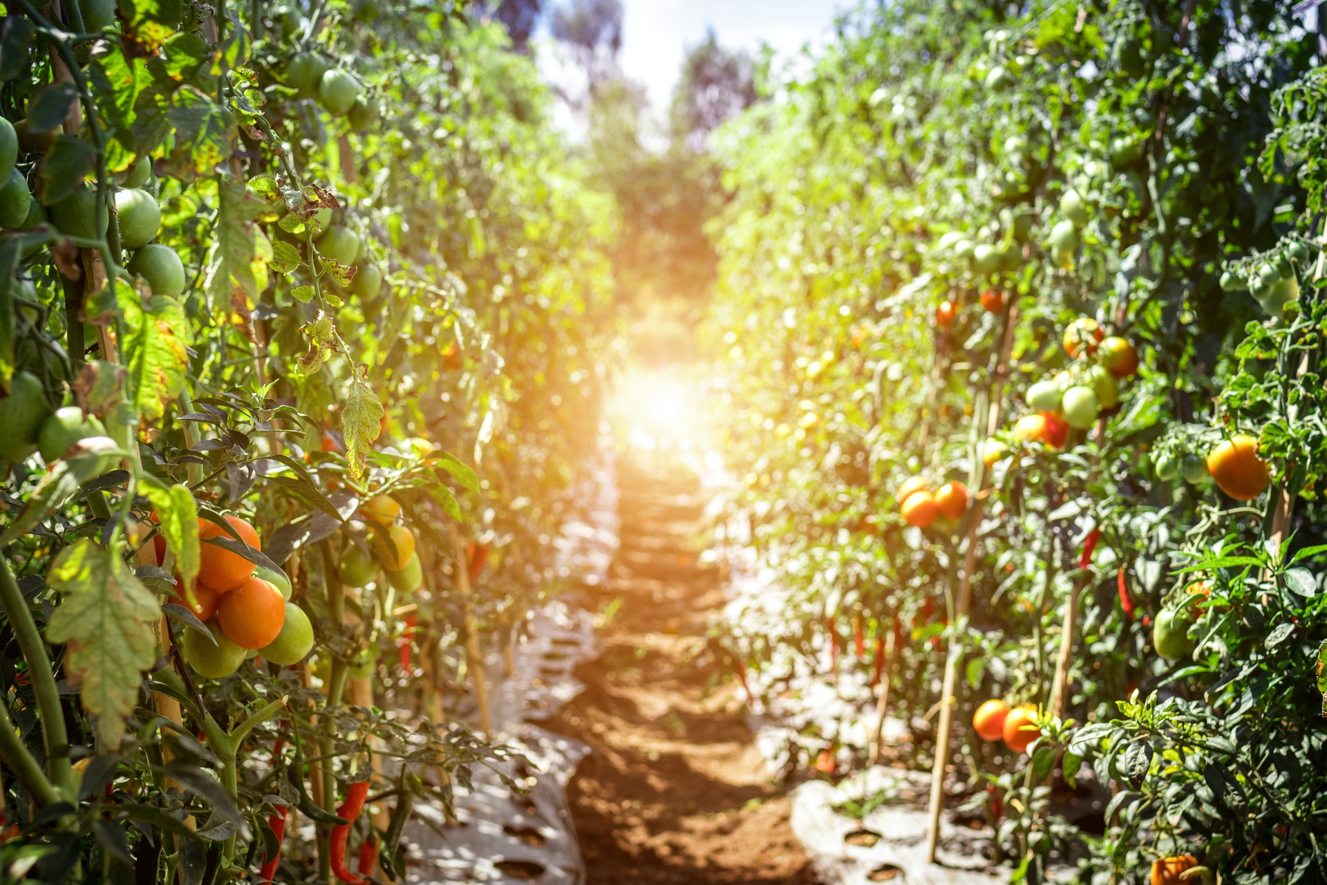 Agriculture | Earth-i