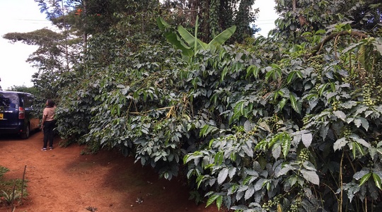 Coffee Field in Embu County